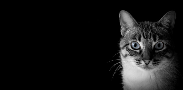 Can Dogs and Cats Sense the Paranormal?