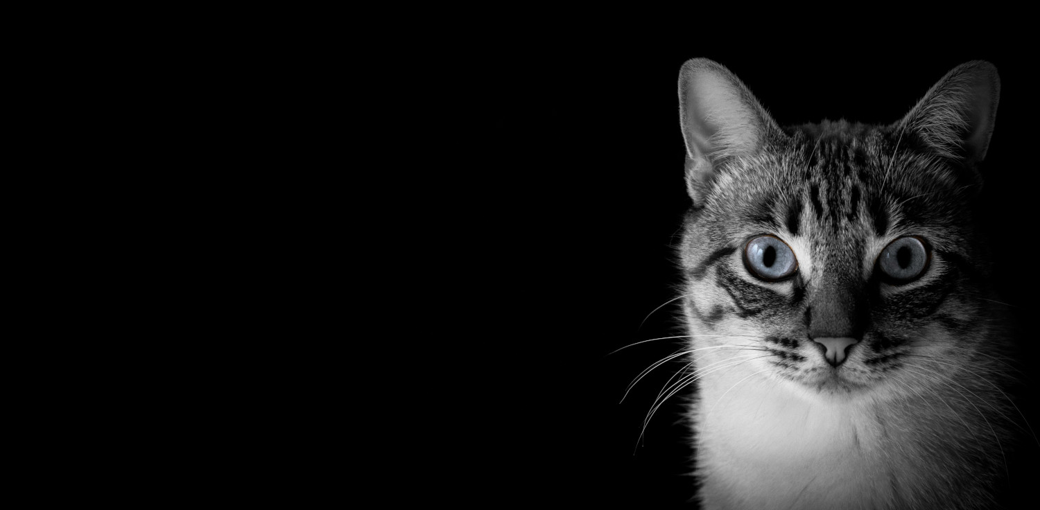 Can Dogs and Cats Sense the Paranormal? Can Dogs and Cats Sense the Paranormal?