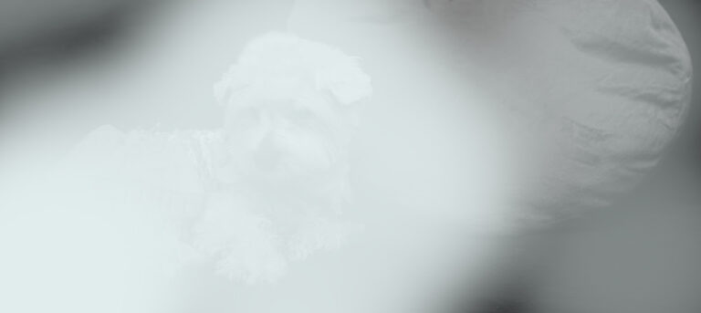 Dog Ghost / Dog Haunting Case Study of a Dog Haunting